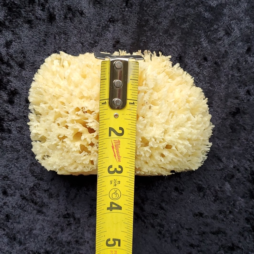 Natural Sponge - Picture 6 of 7